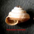 Trochoidea(Trochoidea) trochoides